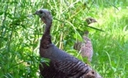 Pair of turkeys